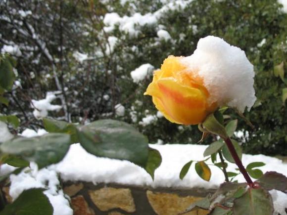 Rose Garden - Gan Vradim Amirim
